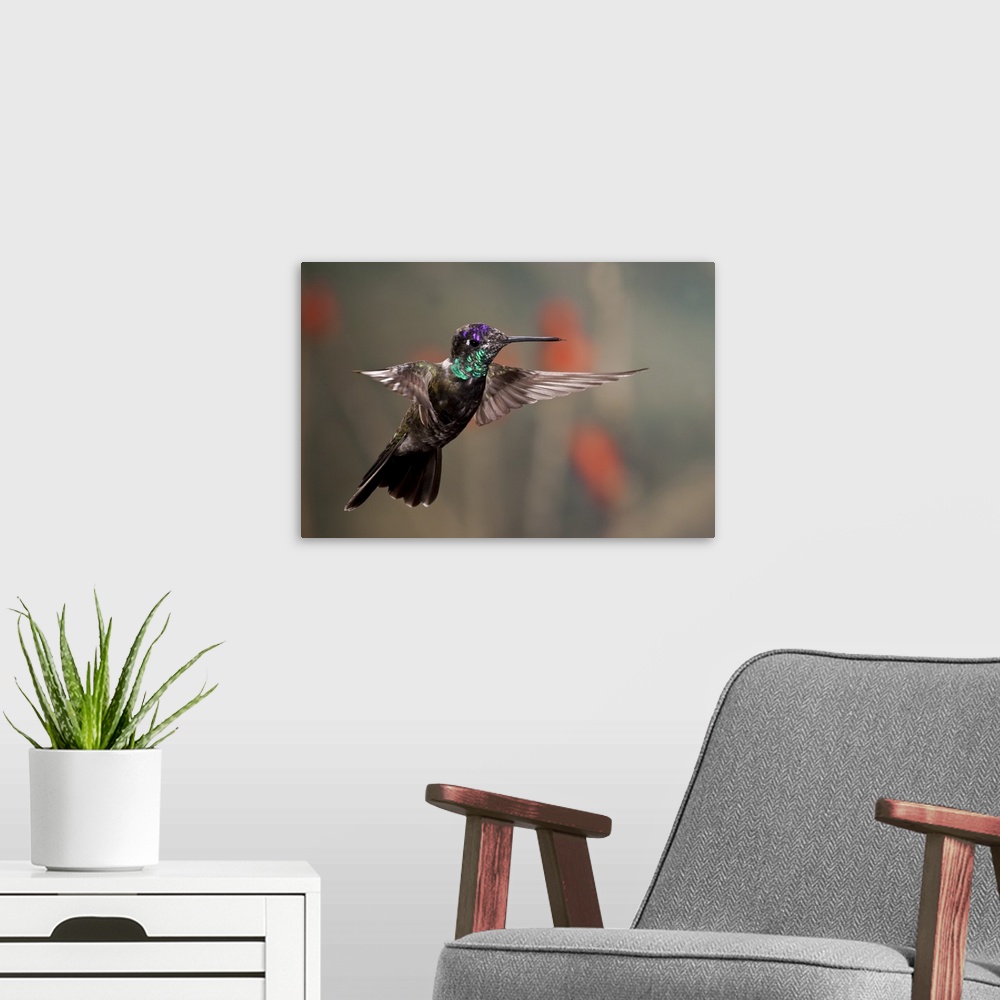 A modern room featuring Magnificent (Rivoli's)  Hummingbird .Eugenes fulgens.Southern Arizona