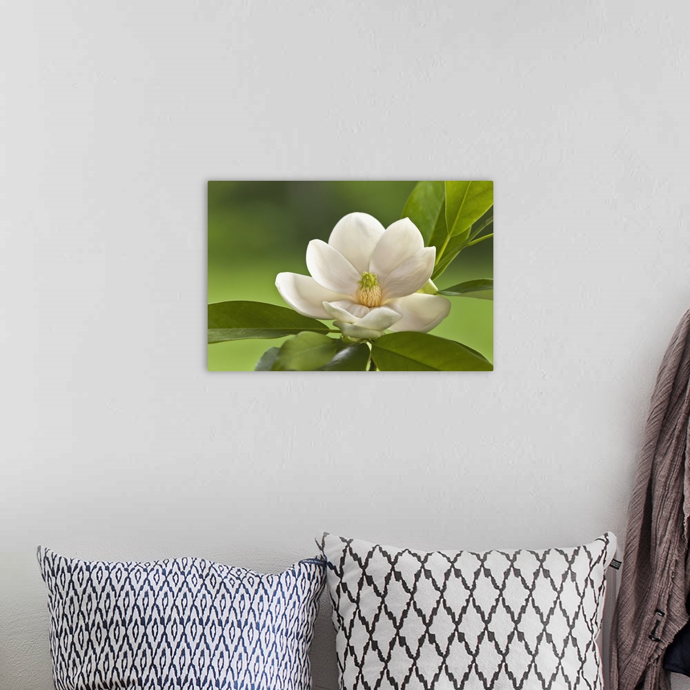 A bohemian room featuring Magnolia Tree Blossom