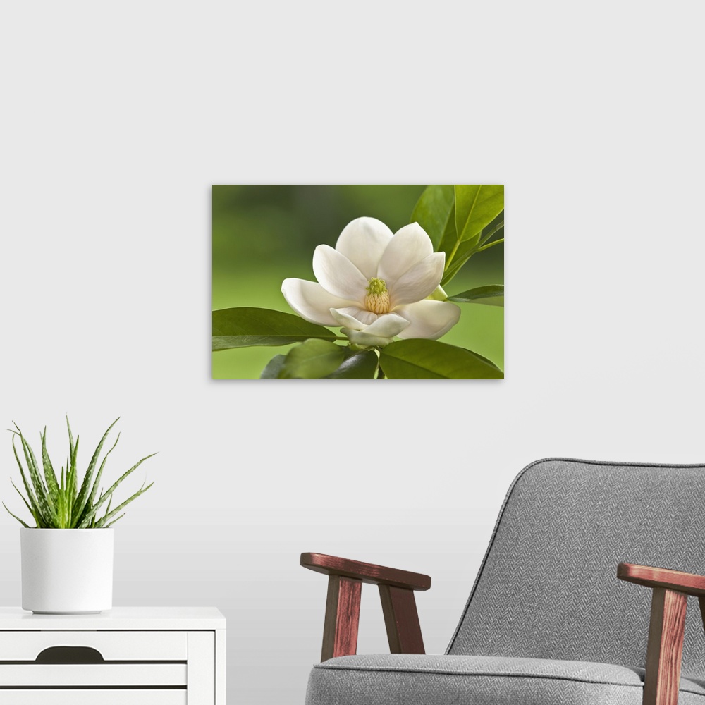 A modern room featuring Magnolia Tree Blossom