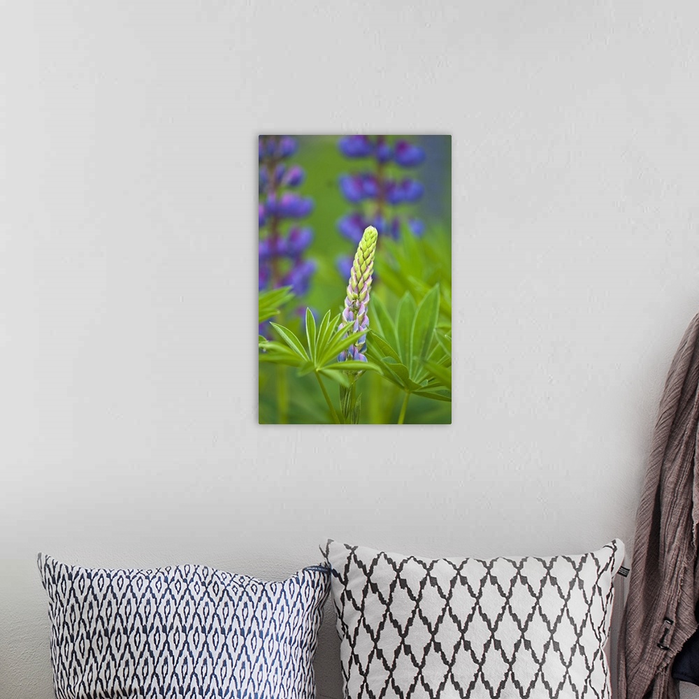 A bohemian room featuring USA, Maine, Acadia National Park. Close-up of lupine flower bud starting to bloom.
