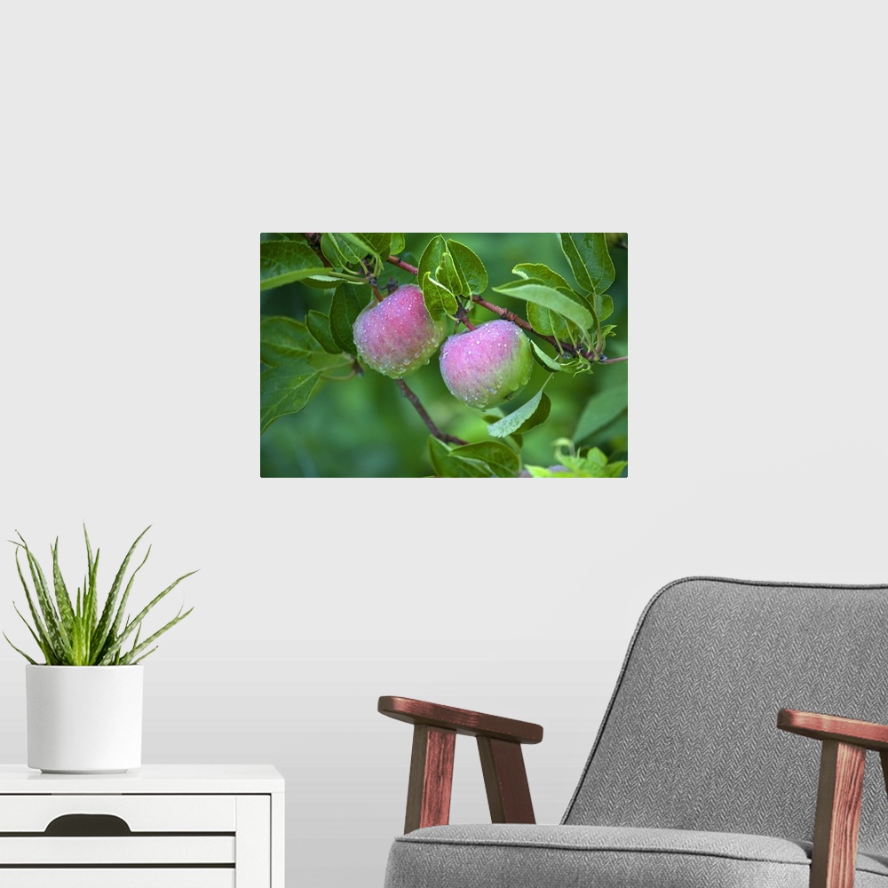 A modern room featuring USA, Maine, Harpswell. Close-up of dew-covered apples on tree.