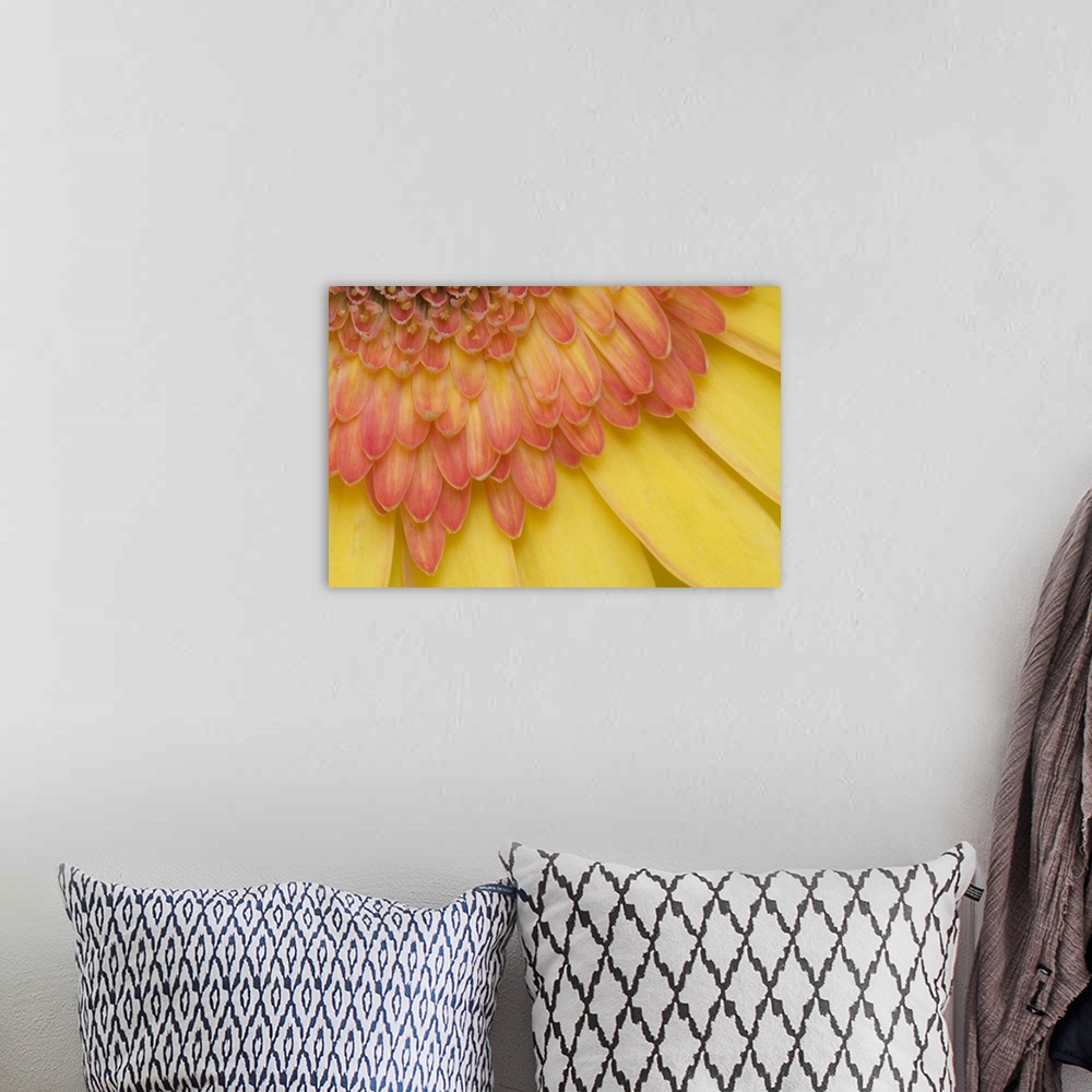 A bohemian room featuring USA, Maine, Harpswell. Close-up View of yellow and pink gerbera daisy petals.