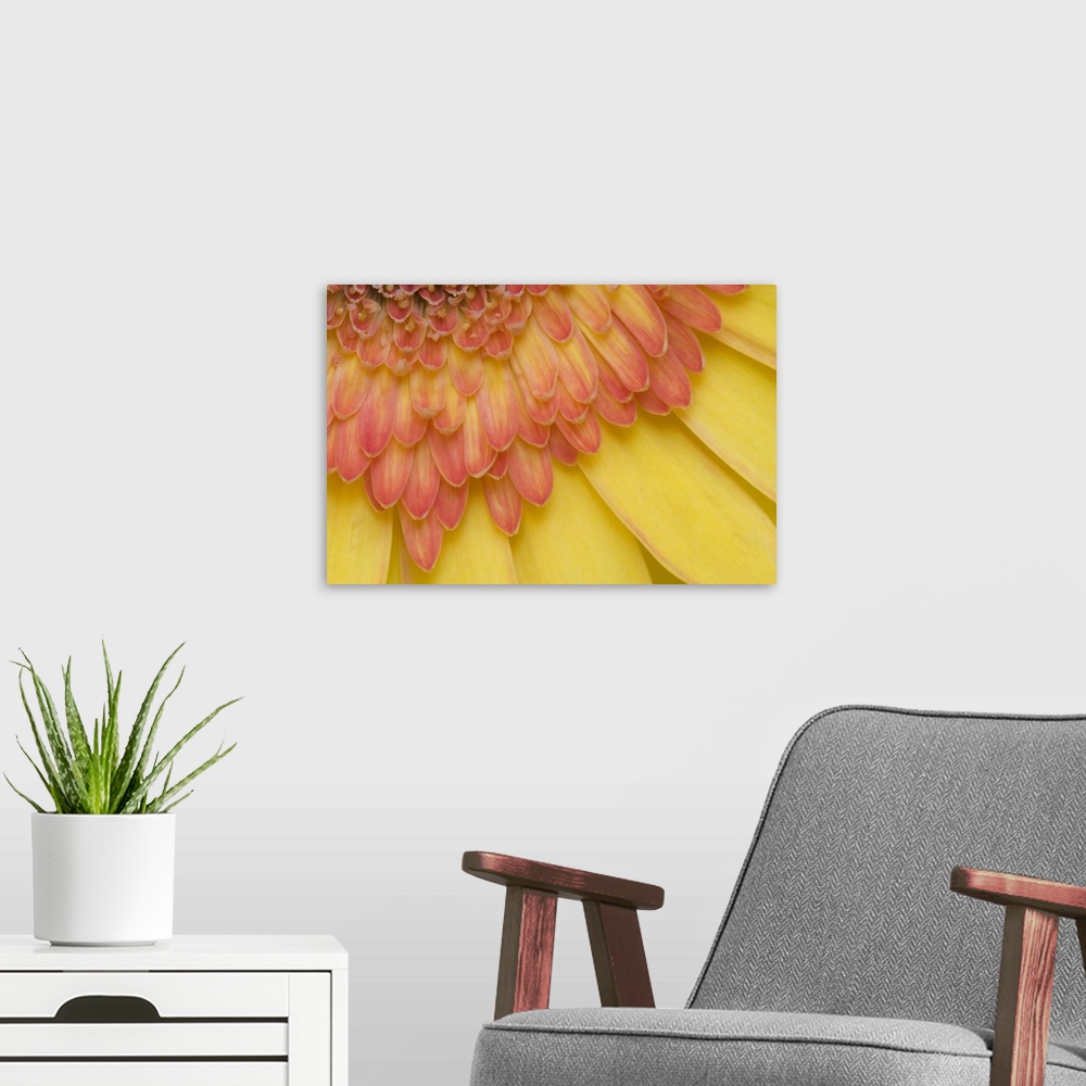 A modern room featuring USA, Maine, Harpswell. Close-up View of yellow and pink gerbera daisy petals.