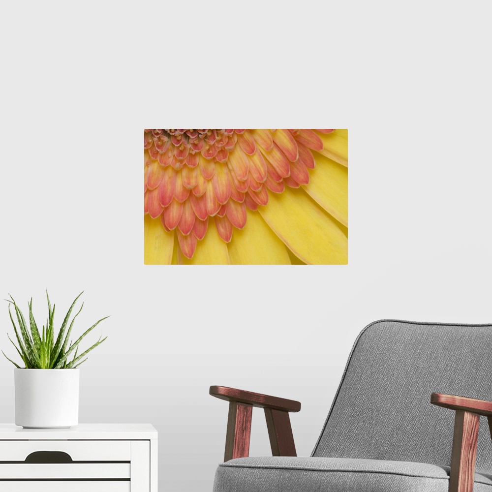 A modern room featuring USA, Maine, Harpswell. Close-up View of yellow and pink gerbera daisy petals.