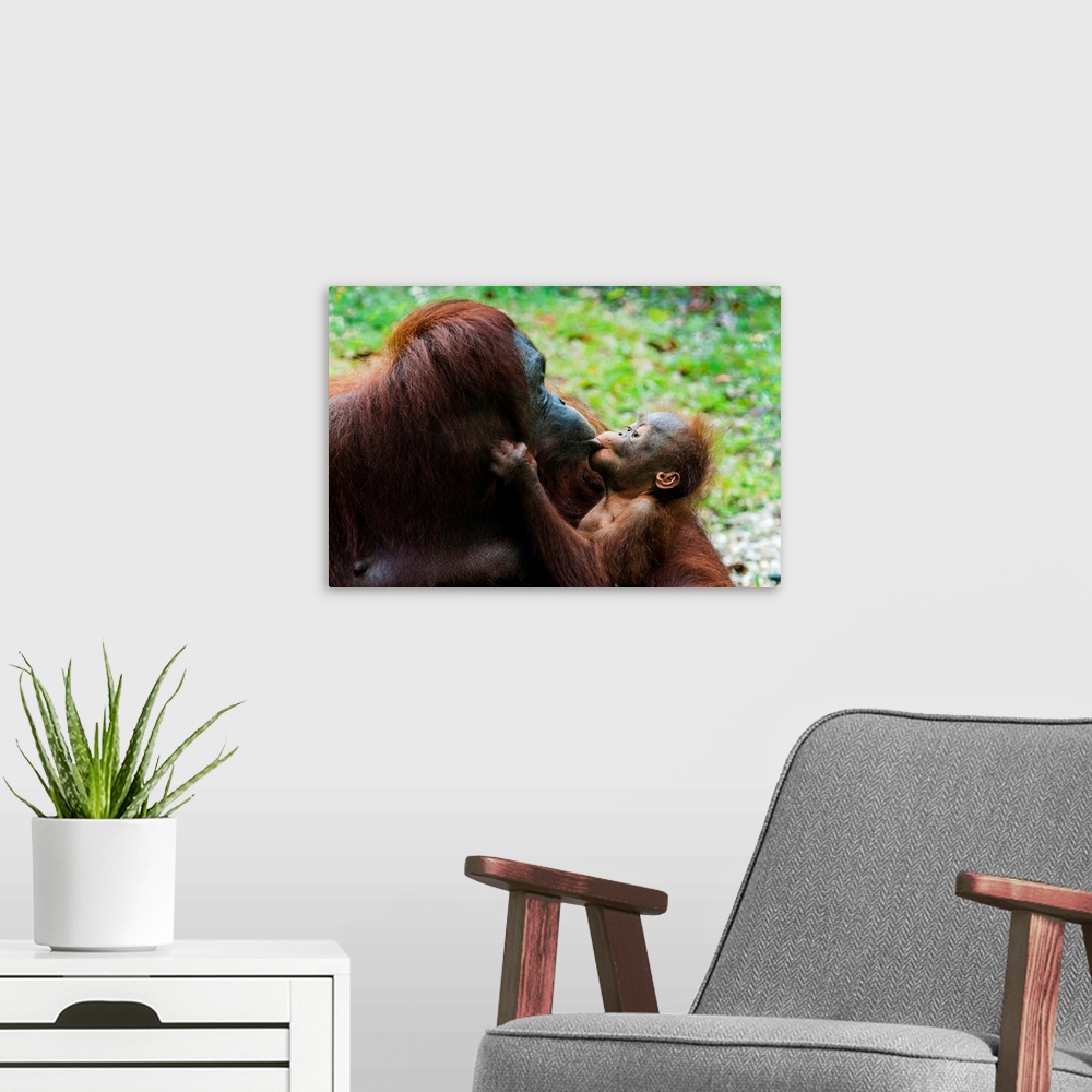 A modern room featuring Malaysia, Malaysian Borneo, Sarawak, Semenggoh Nature Reserve, Orangutan (Pongo pygmaeus) mother ...