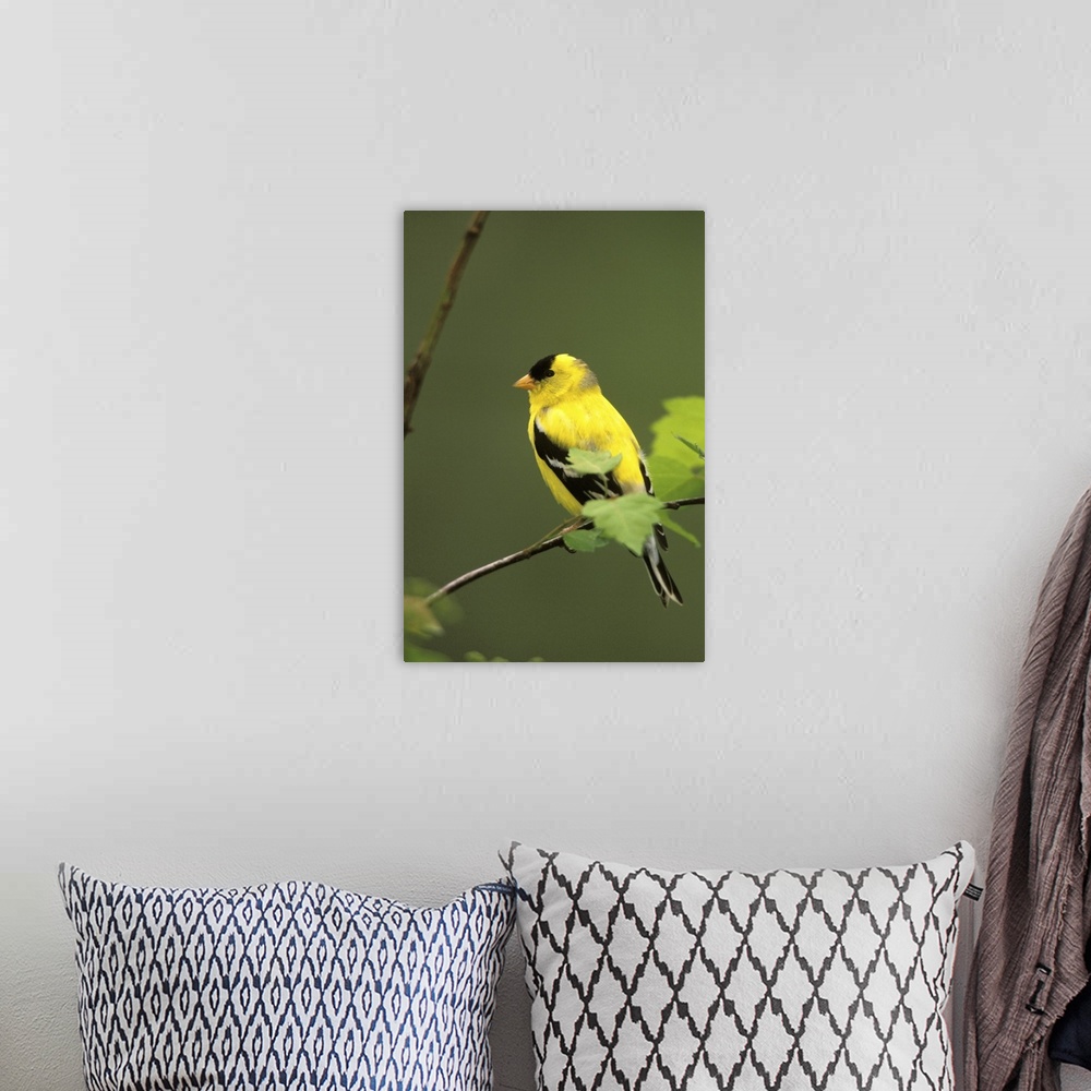 A bohemian room featuring Male American Goldfinch (Carduelis Tristis).