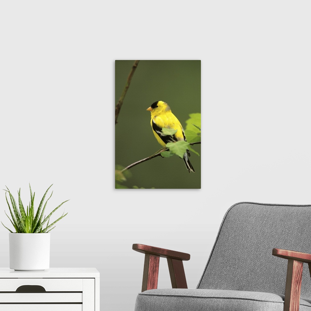 A modern room featuring Male American Goldfinch (Carduelis Tristis).