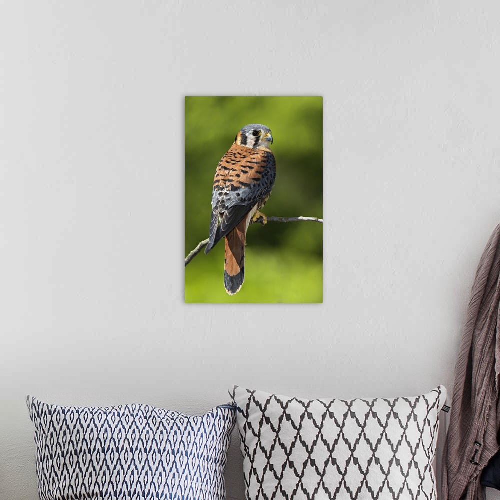 A bohemian room featuring Male American Kestrel, Falco sparverius