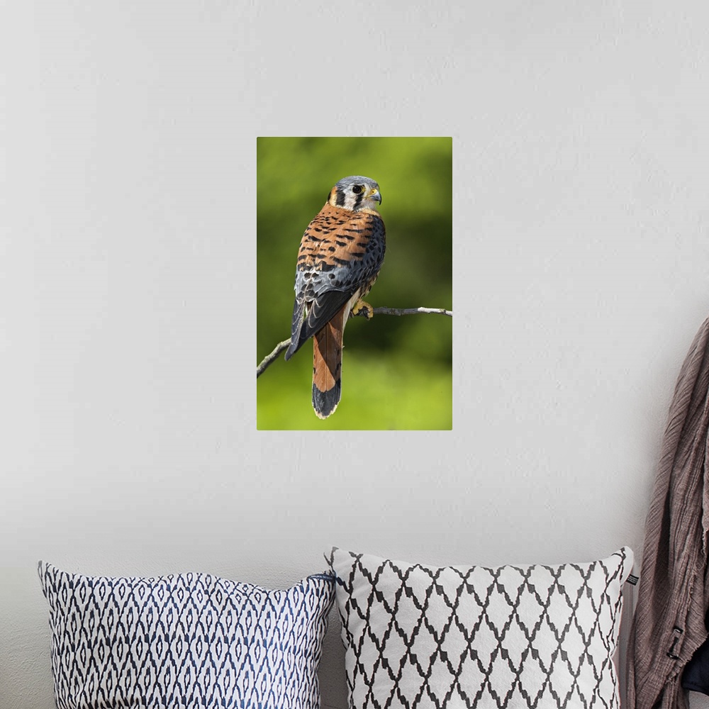 A bohemian room featuring Male American Kestrel, Falco sparverius