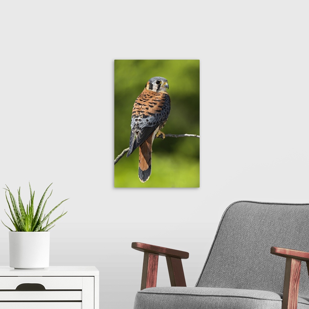 A modern room featuring Male American Kestrel, Falco sparverius
