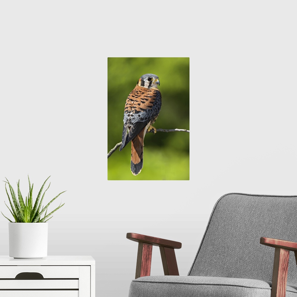 A modern room featuring Male American Kestrel, Falco sparverius