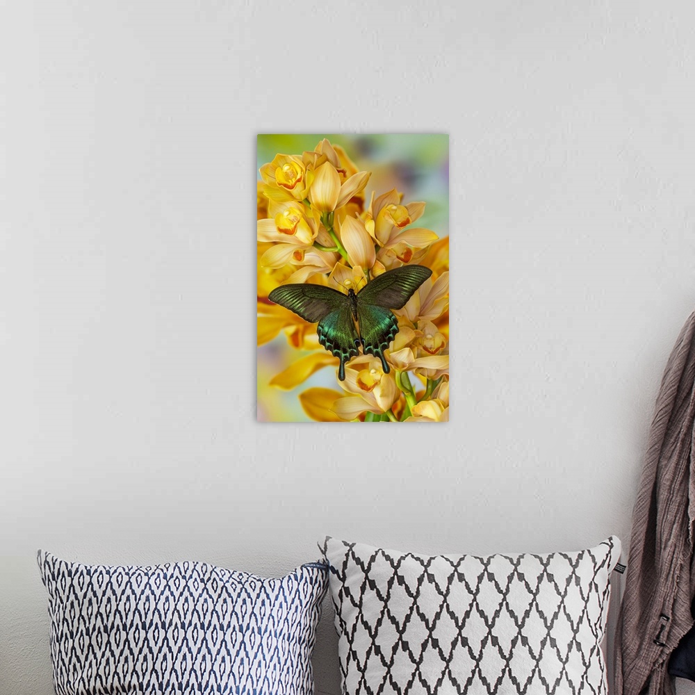 A bohemian room featuring Male Asian swallowtail butterfly, Papilio bianor, on large golden cymbidium orchid