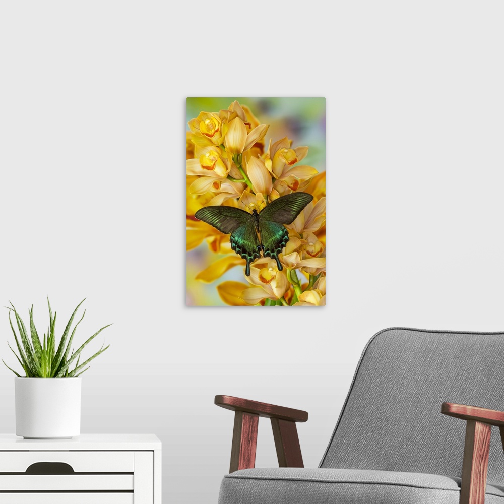 A modern room featuring Male Asian swallowtail butterfly, Papilio bianor, on large golden cymbidium orchid