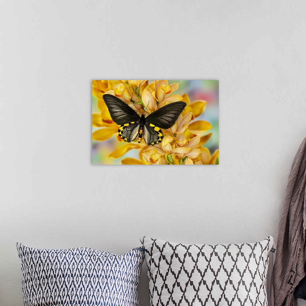 A bohemian room featuring Male birdwing butterfly, Troides hypolitus, on large golden cymbidium orchid