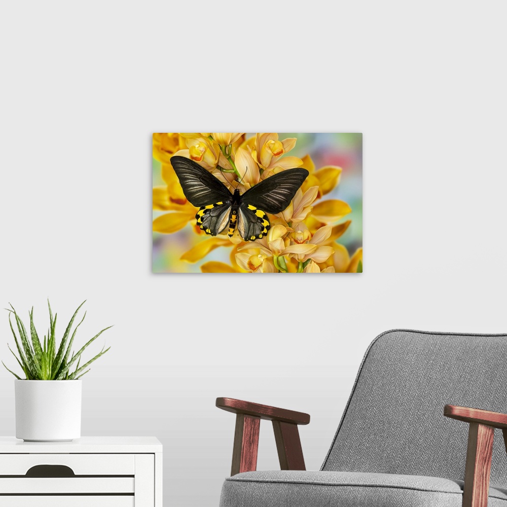 A modern room featuring Male birdwing butterfly, Troides hypolitus, on large golden cymbidium orchid