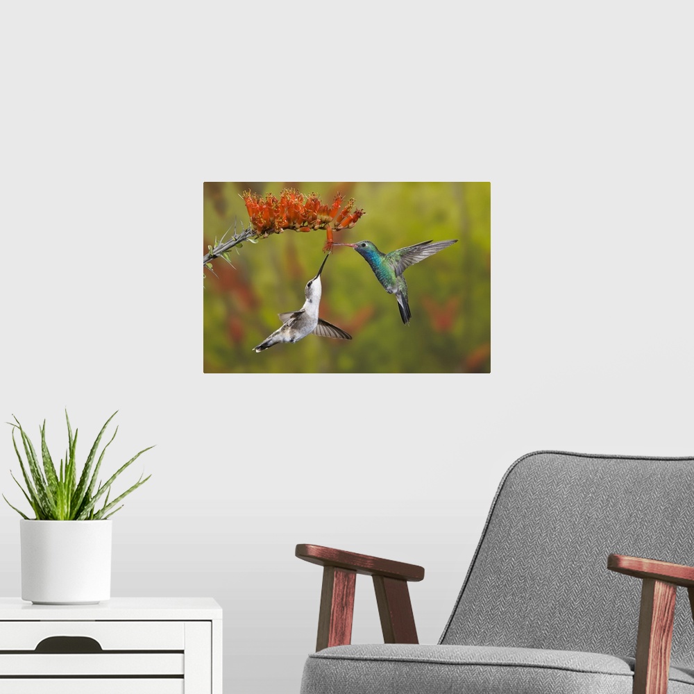 A modern room featuring USA, Arizona, Sonoran Desert. A male broad-billed hummingbird shares an ocotillo bloom with a fem...