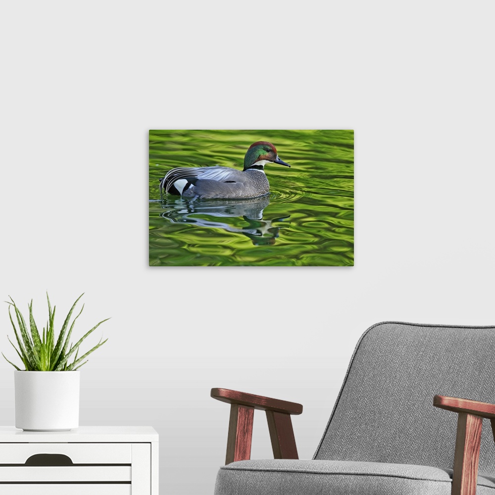A modern room featuring Male Falcated Duck or Falcated Teal, Anas falcata