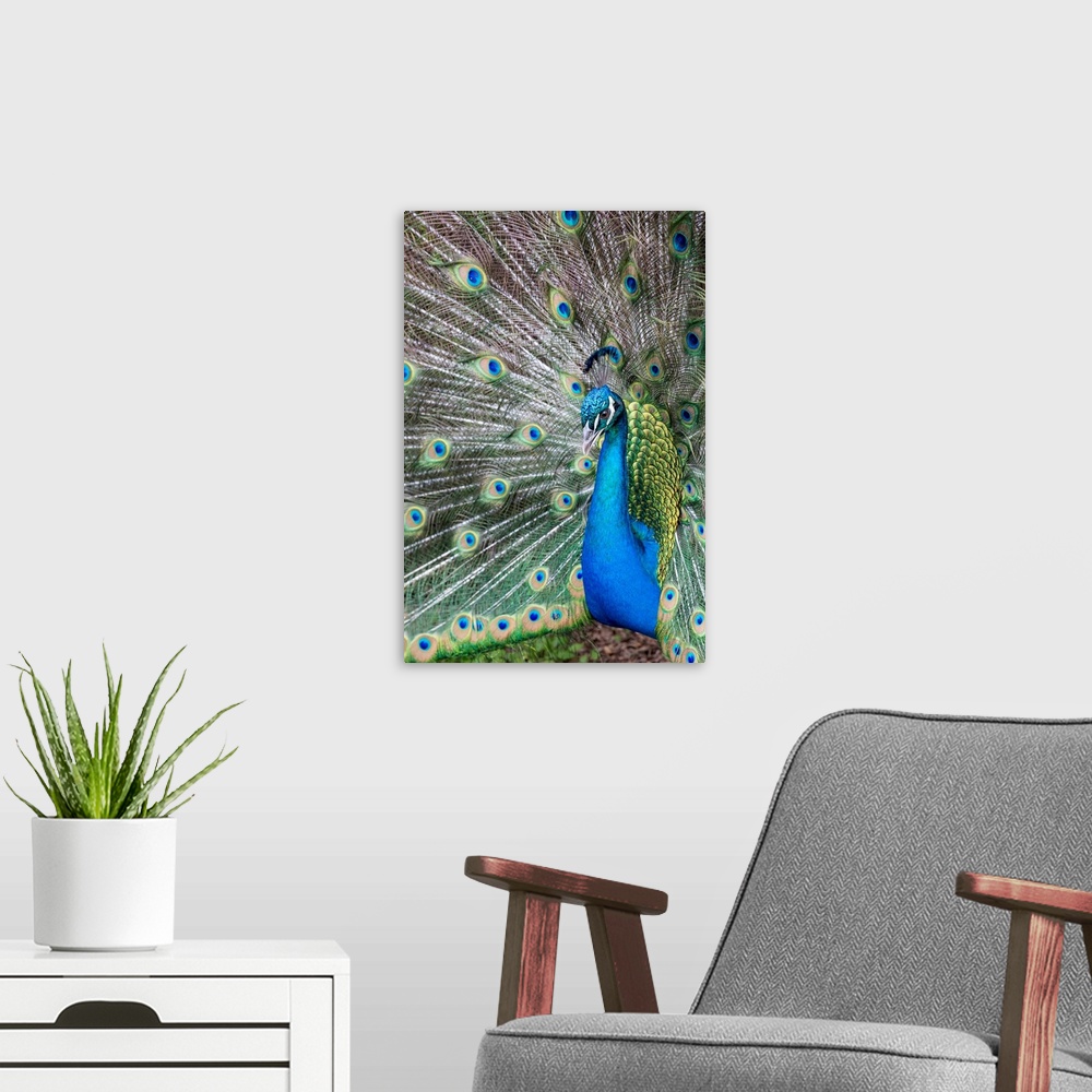 A modern room featuring Male Peacock with fanned out tail, Middleton Place Plantation, South Carolina