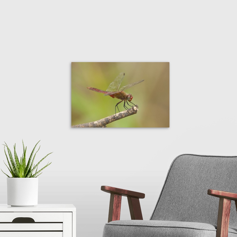 A modern room featuring USA, Texas, Bentsen Rio Grande Valley State Park. Male red-tailed pennant dragonfly on limb.