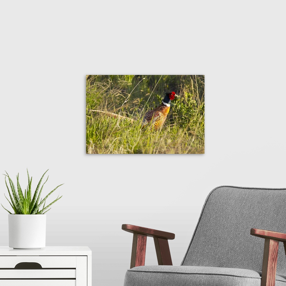 A modern room featuring Male ring necked pheasant in Montana