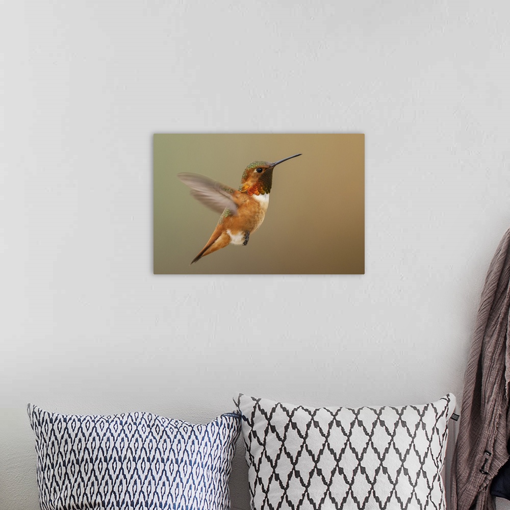A bohemian room featuring Male Rufous hummingbird. Nature, Fauna.