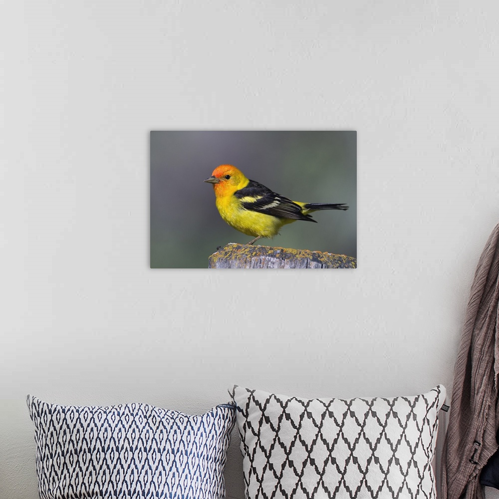 A bohemian room featuring Male Western Tanager, Grand Teton National Park, Wyoming.