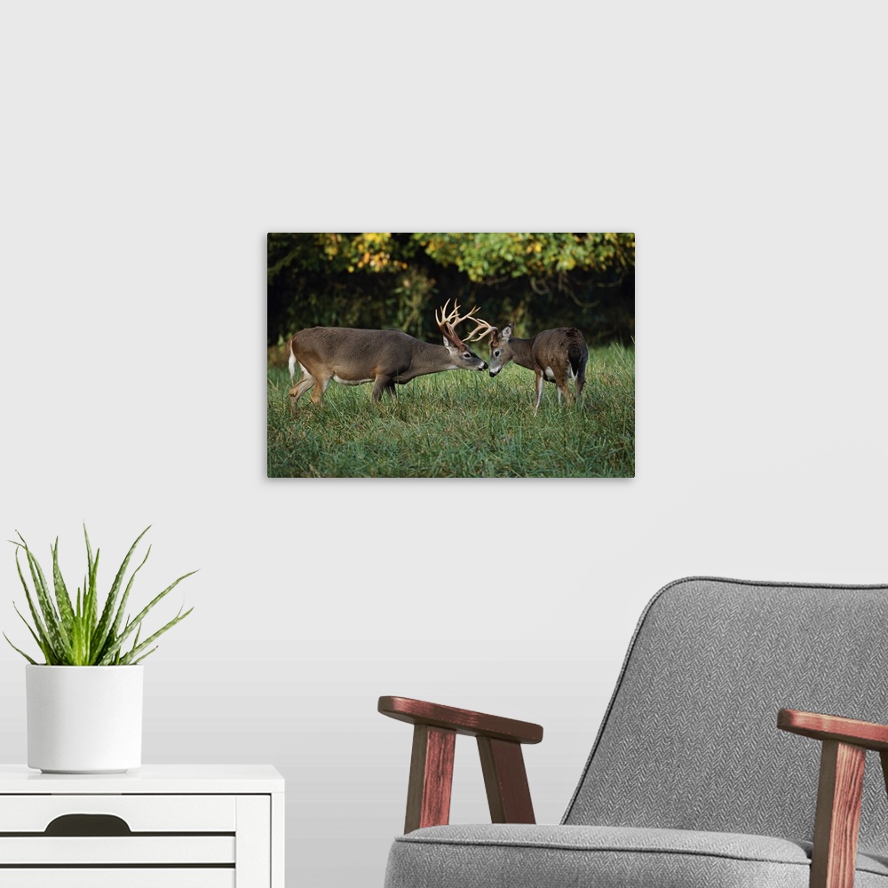A modern room featuring Male White-tailed Deer sizing each other up, (Odocoileus virginianus), Cades Cove, Great Smoky Mo...
