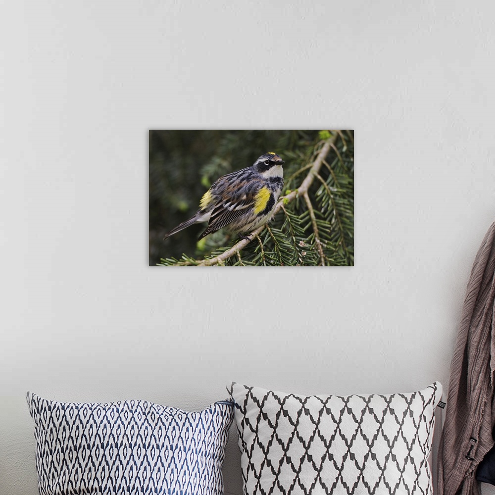 A bohemian room featuring Male Yellow-rumped Warbler,.Dendroica coronata..Male Yellow-rumped Warbler,Dendroica coronata