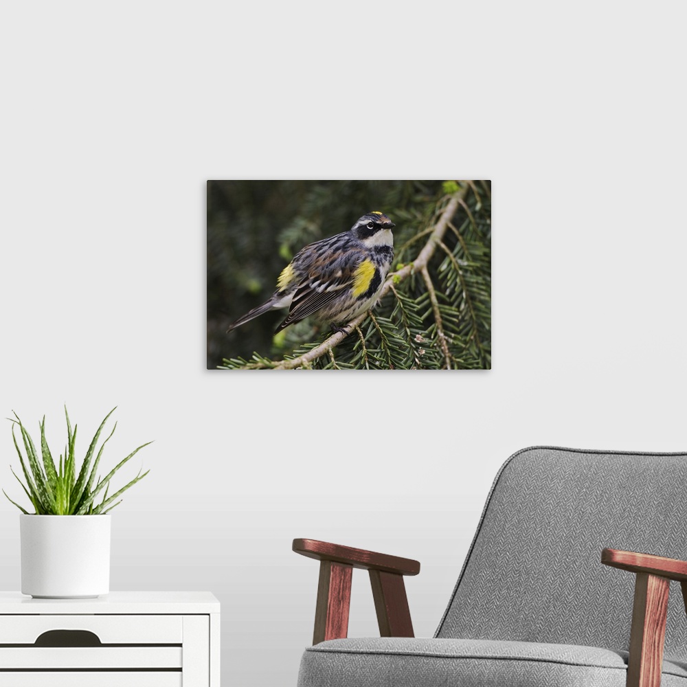 A modern room featuring Male Yellow-rumped Warbler,.Dendroica coronata..Male Yellow-rumped Warbler,Dendroica coronata
