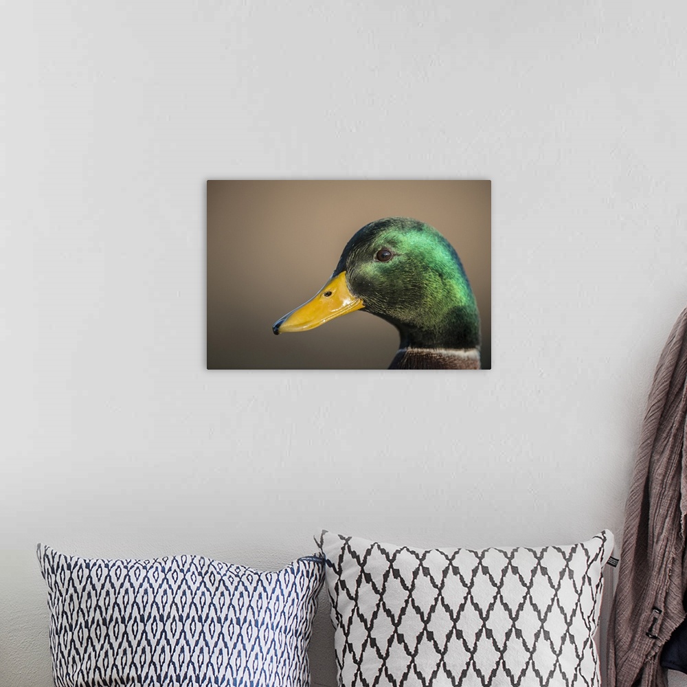 A bohemian room featuring The mallard is a dabbling duck that breeds throughout the temperate and subtropical Americas, Eur...