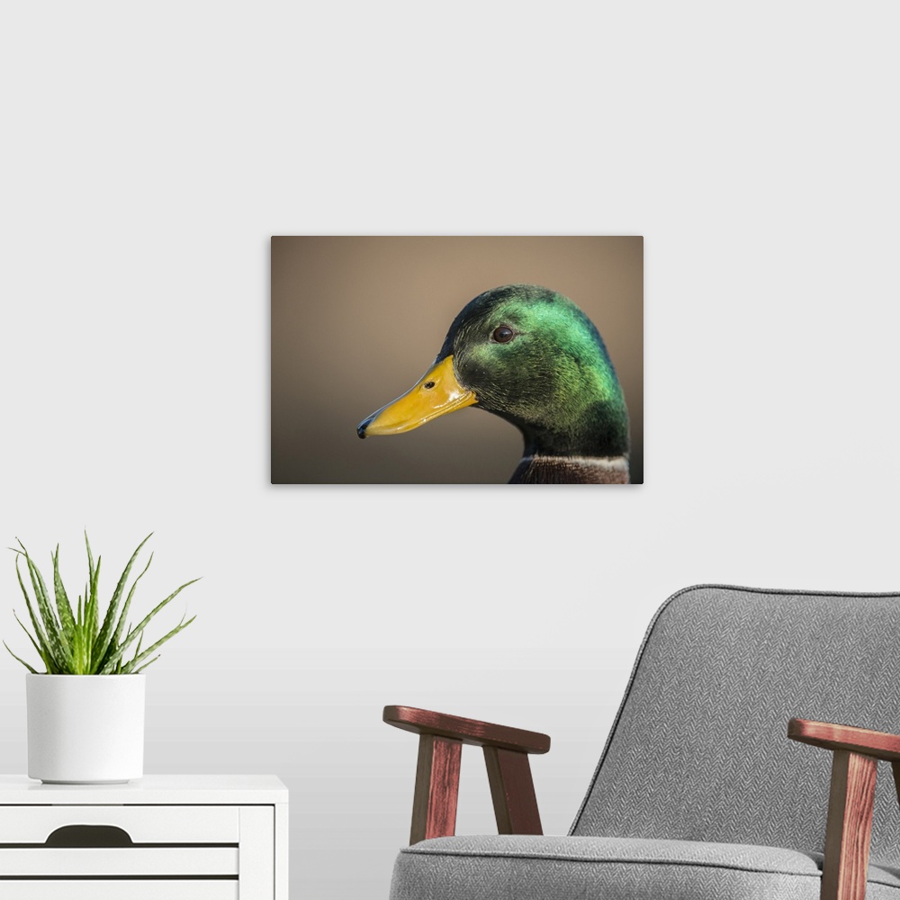 A modern room featuring The mallard is a dabbling duck that breeds throughout the temperate and subtropical Americas, Eur...