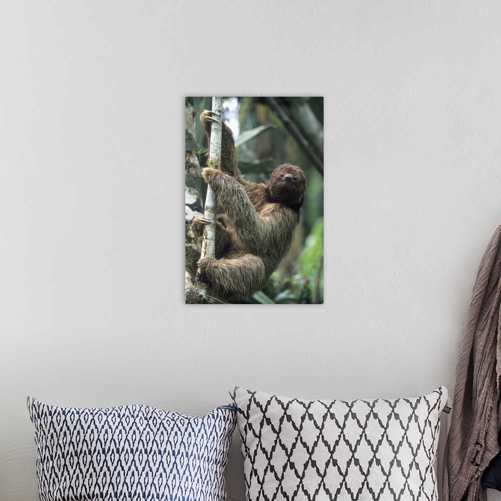 A bohemian room featuring Maned Sloth (Bradypus torquatus), Endangered, Atlantic Forest, Brazil.