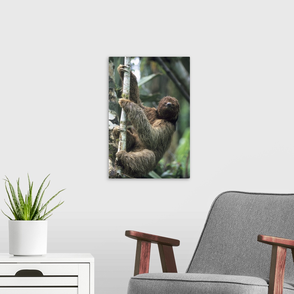 A modern room featuring Maned Sloth (Bradypus torquatus), Endangered, Atlantic Forest, Brazil.