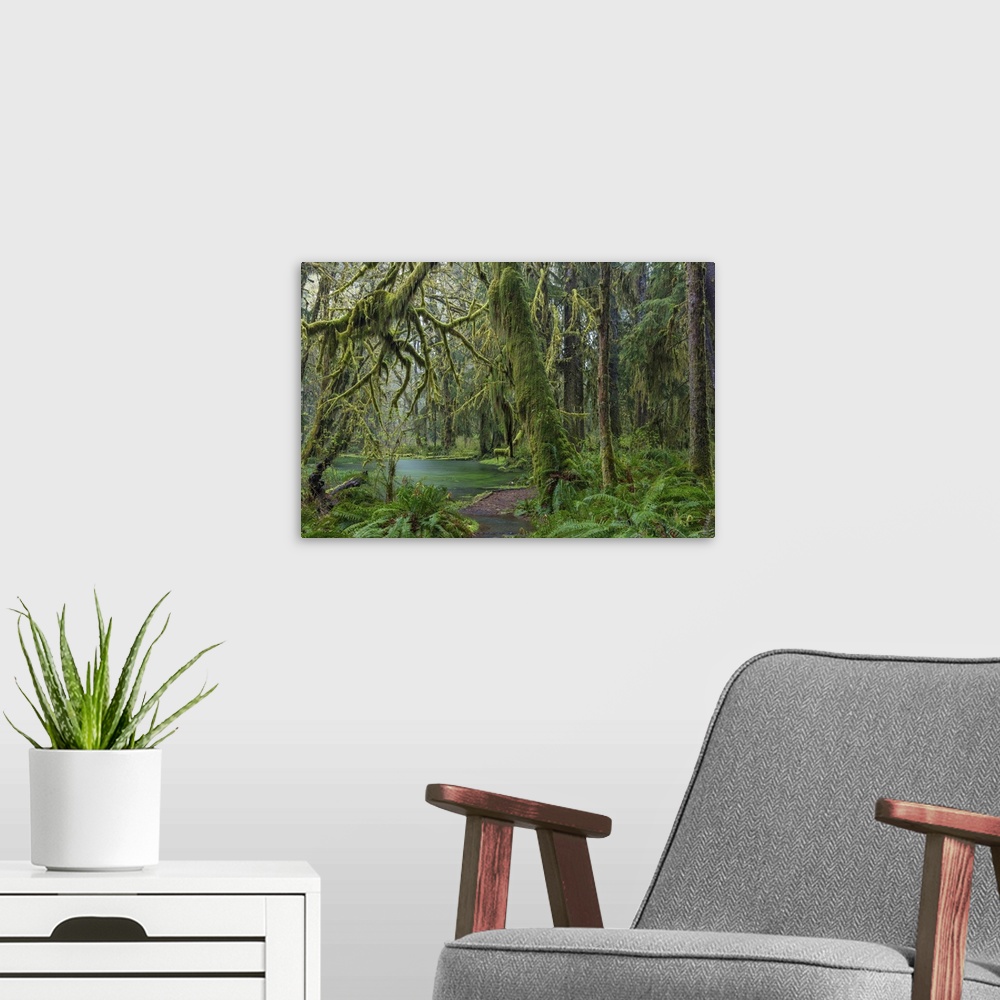 A modern room featuring Mossy lush forest along the Maple Glade Trail in the Quinault Rainforest in Olympic National Park...