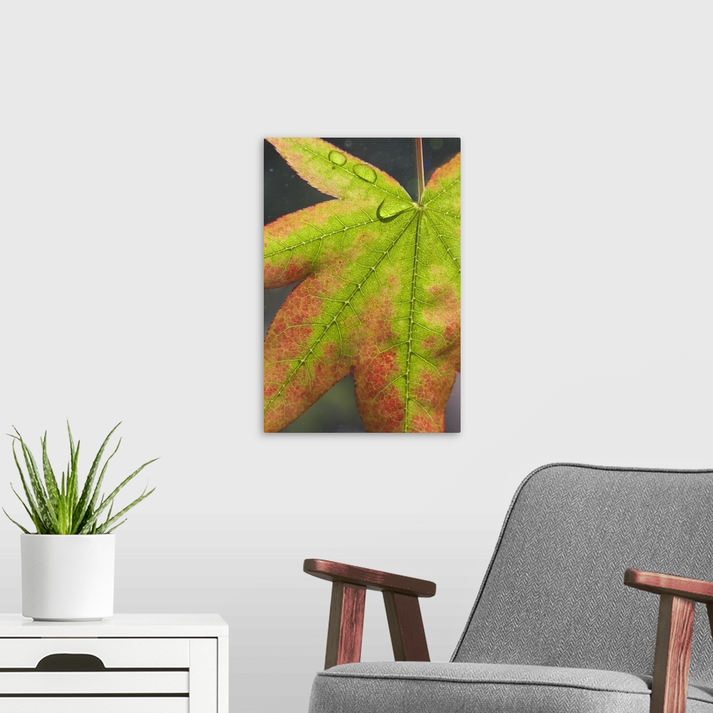 A modern room featuring Maple leaf with dew on it.