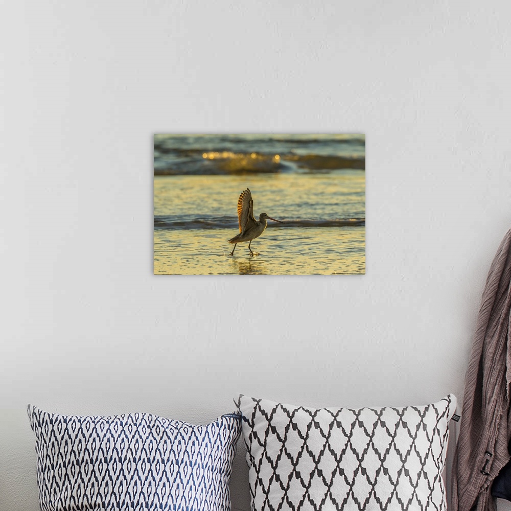 A bohemian room featuring USA, California, San Luis Obispo County. Marbled godwit stretches wings at sunset. Credit: Cathy ...
