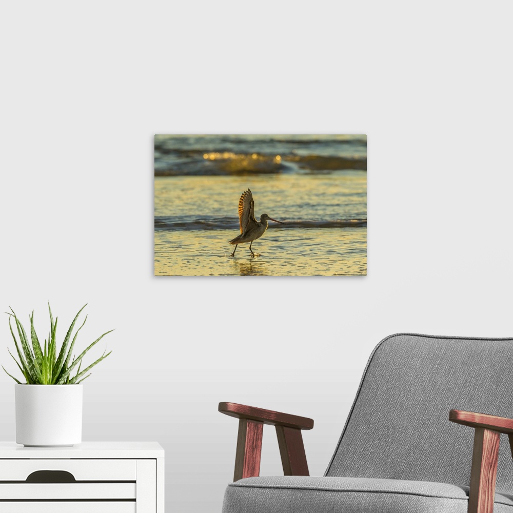 A modern room featuring USA, California, San Luis Obispo County. Marbled godwit stretches wings at sunset. Credit: Cathy ...