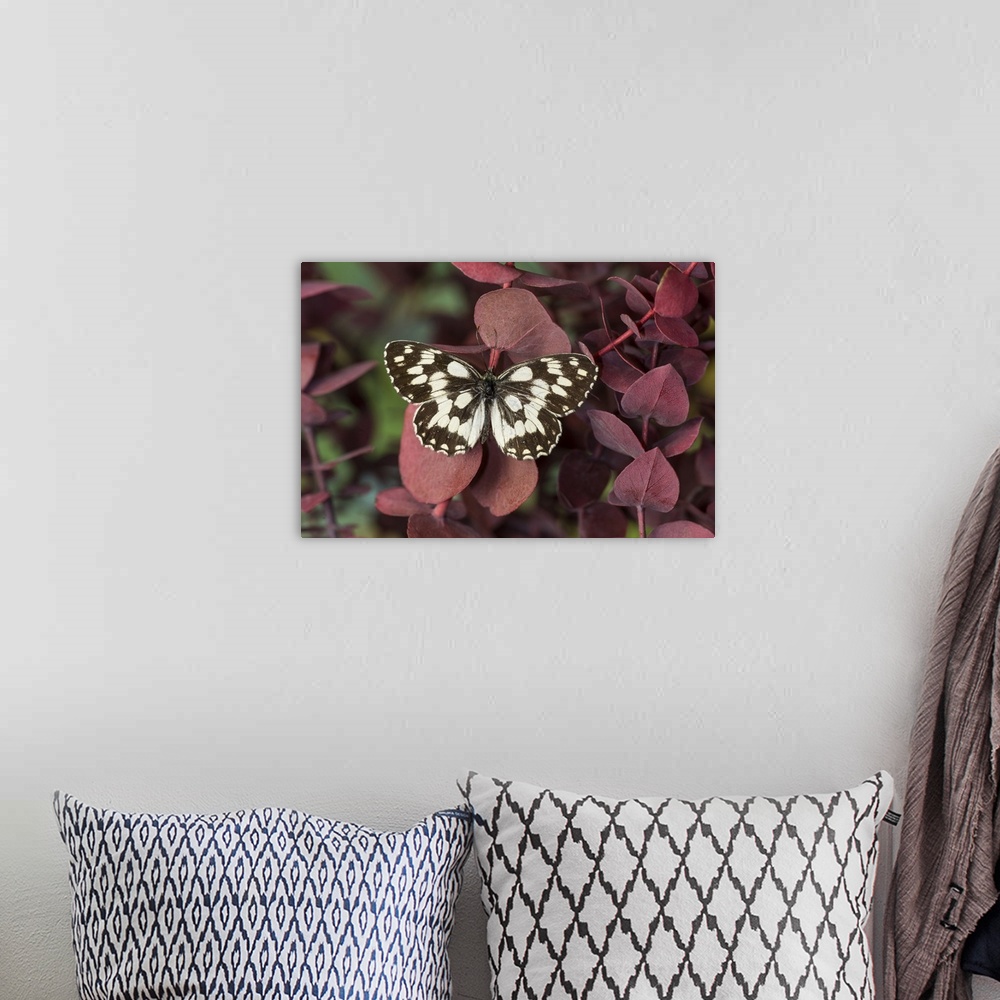 A bohemian room featuring Marbled white butterfly, Melanargia galathea from Europe.