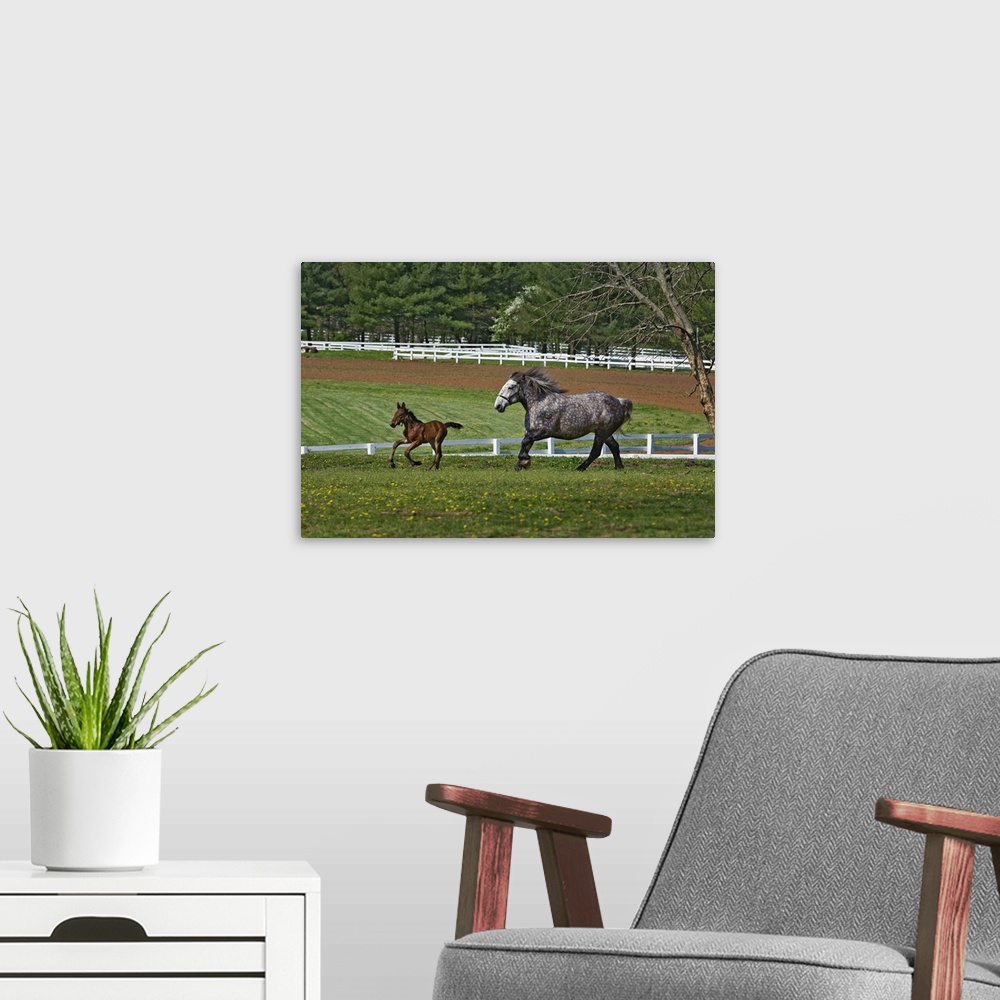 A modern room featuring Mare and young colt running in paddock, Kentucky Horse Park, Lexington, Kentucky