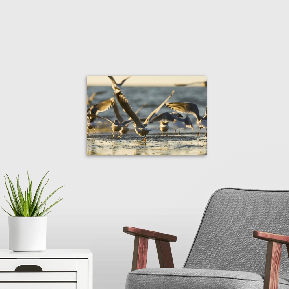 A modern room featuring Mew gulls, Larus canus, Stanley Park, British Columbia