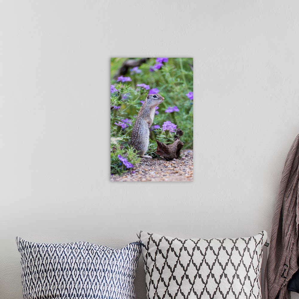A bohemian room featuring Mexican Groundsquirrel [now Rio Grande Ground Squirre] (Ictidomys parvidens) in wildflowers