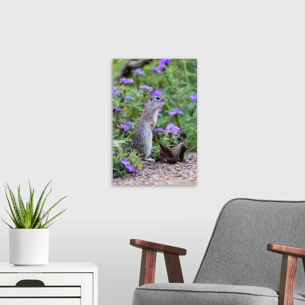 A modern room featuring Mexican Groundsquirrel [now Rio Grande Ground Squirre] (Ictidomys parvidens) in wildflowers