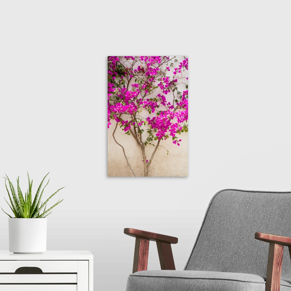 A modern room featuring North America, Mexico, Pozos.  Bouganvilla blooming on wall in the town of Mineral de Pozos.
