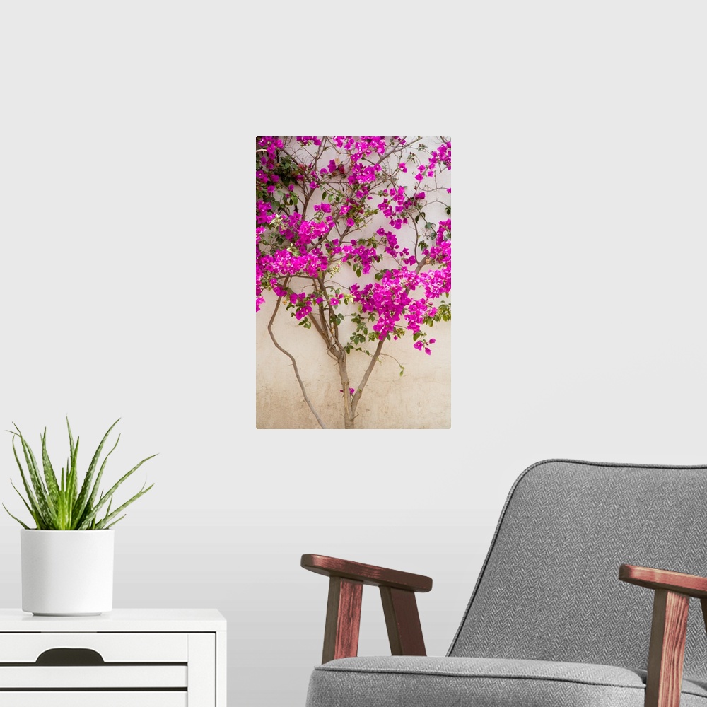 A modern room featuring North America, Mexico, Pozos.  Bouganvilla blooming on wall in the town of Mineral de Pozos.