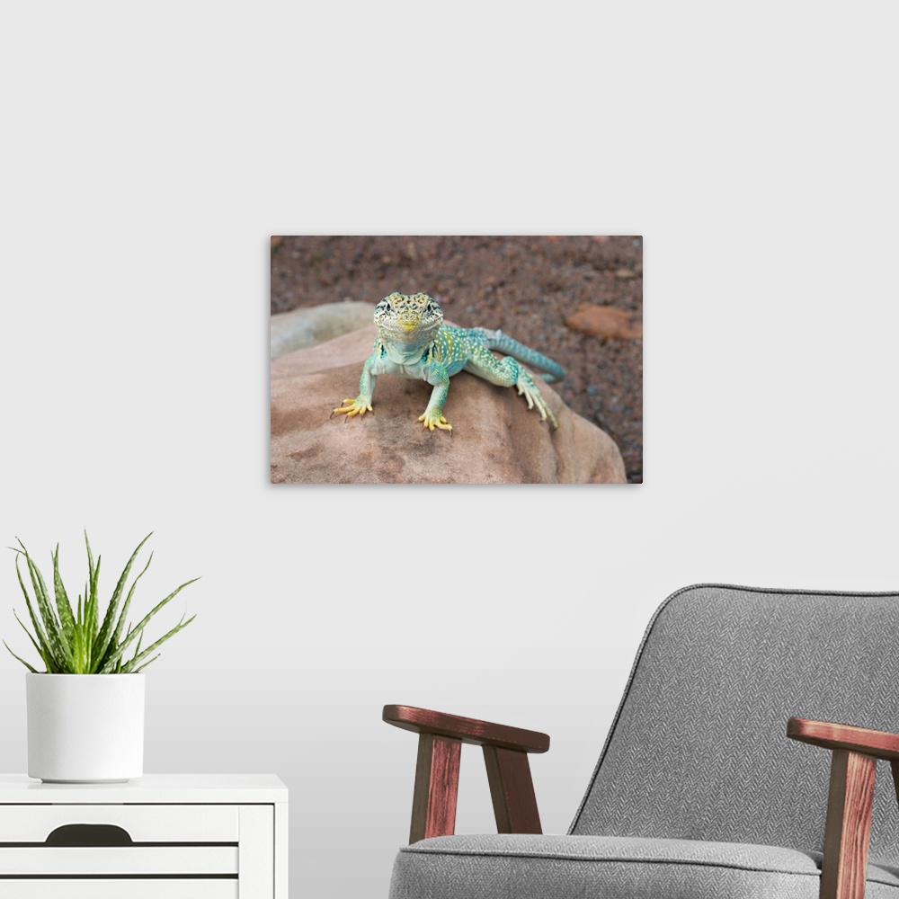 A modern room featuring Collared lizard on rock.Crotaphytis collaris.Midwest US (controlled conditions).Maresa Pryor