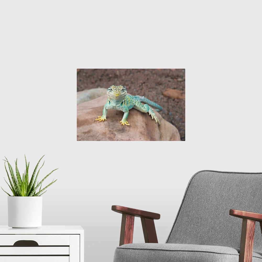 A modern room featuring Collared lizard on rock.Crotaphytis collaris.Midwest US (controlled conditions).Maresa Pryor