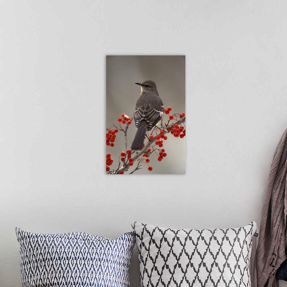 A bohemian room featuring Mockingbird among hawthorn berries