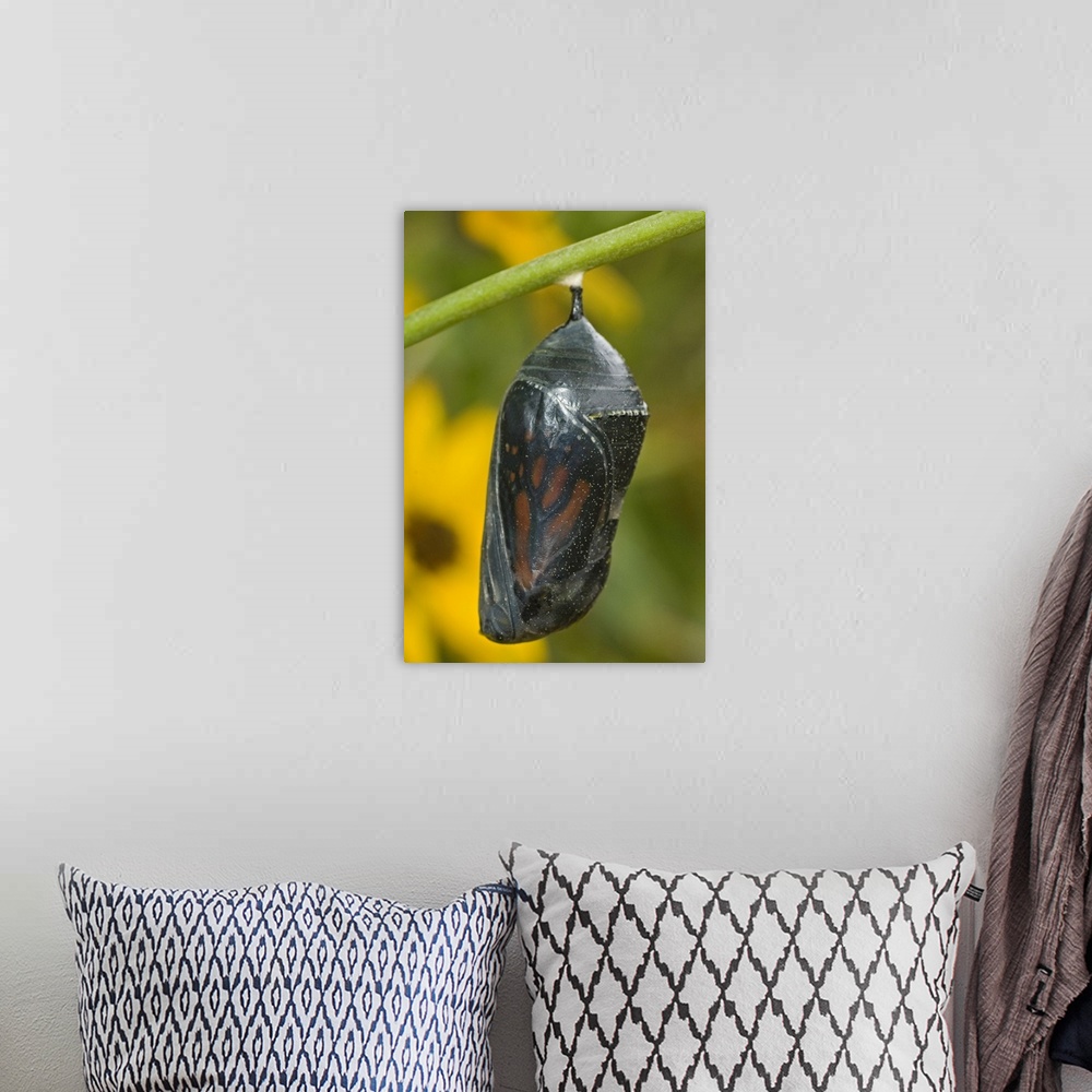 A bohemian room featuring Monarch butterfly chrysalis about to hatch, Hill County, Texas.