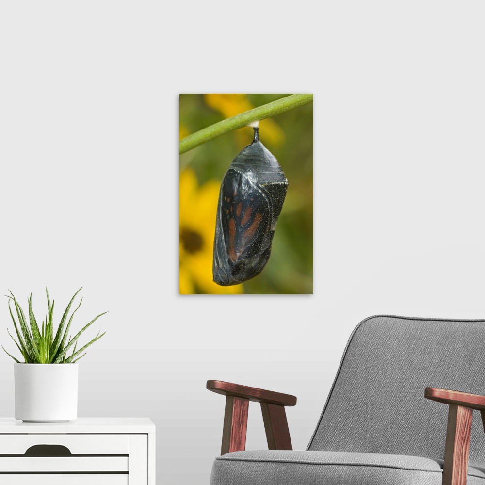 A modern room featuring Monarch butterfly chrysalis about to hatch, Hill County, Texas.