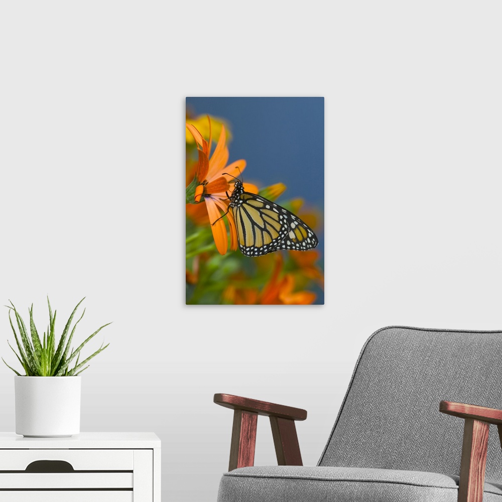 A modern room featuring Monarch Butterfly, Danaus plexippus.